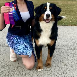 Bernese Mountain Dogs from Blue Peak Berners