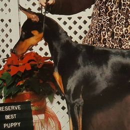 Doberman Pinschers from Georgia Doberman