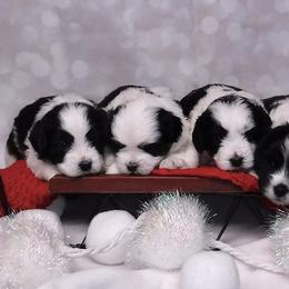 Havanese Puppies from Steal Your Heart Havanese