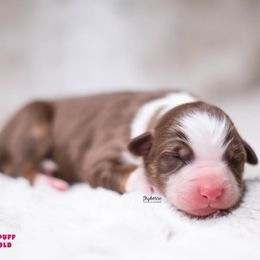 JigglyPuff - Red tri-color female Australian Shepherd puppy in Woodford, Virginia from Skyborne Australian Shepherds