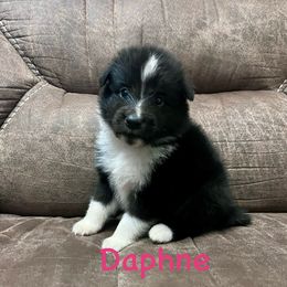 Daphne - Shetland Sheepdog