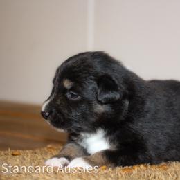 Espresso - Black tri-color male Australian Shepherd puppy in Stephenville, Texas from AW Standard Aussies