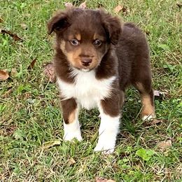 "RTM - (Billy) Stormie X Big" Australian Shepherd and Miniature Australian Shepherd Puppies from Flying S Aussies