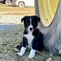 Blackjack - ABCA Reg. - Black and white male Border Collie puppy in Shawnee, Oklahoma from Cross K Working Collies - Pure Bred Border Collies