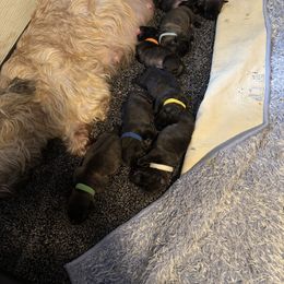 Purple girl - Blue brindle female Glen of Imaal Terrier puppy in Homestead, Pennsylvania from Galore Glens