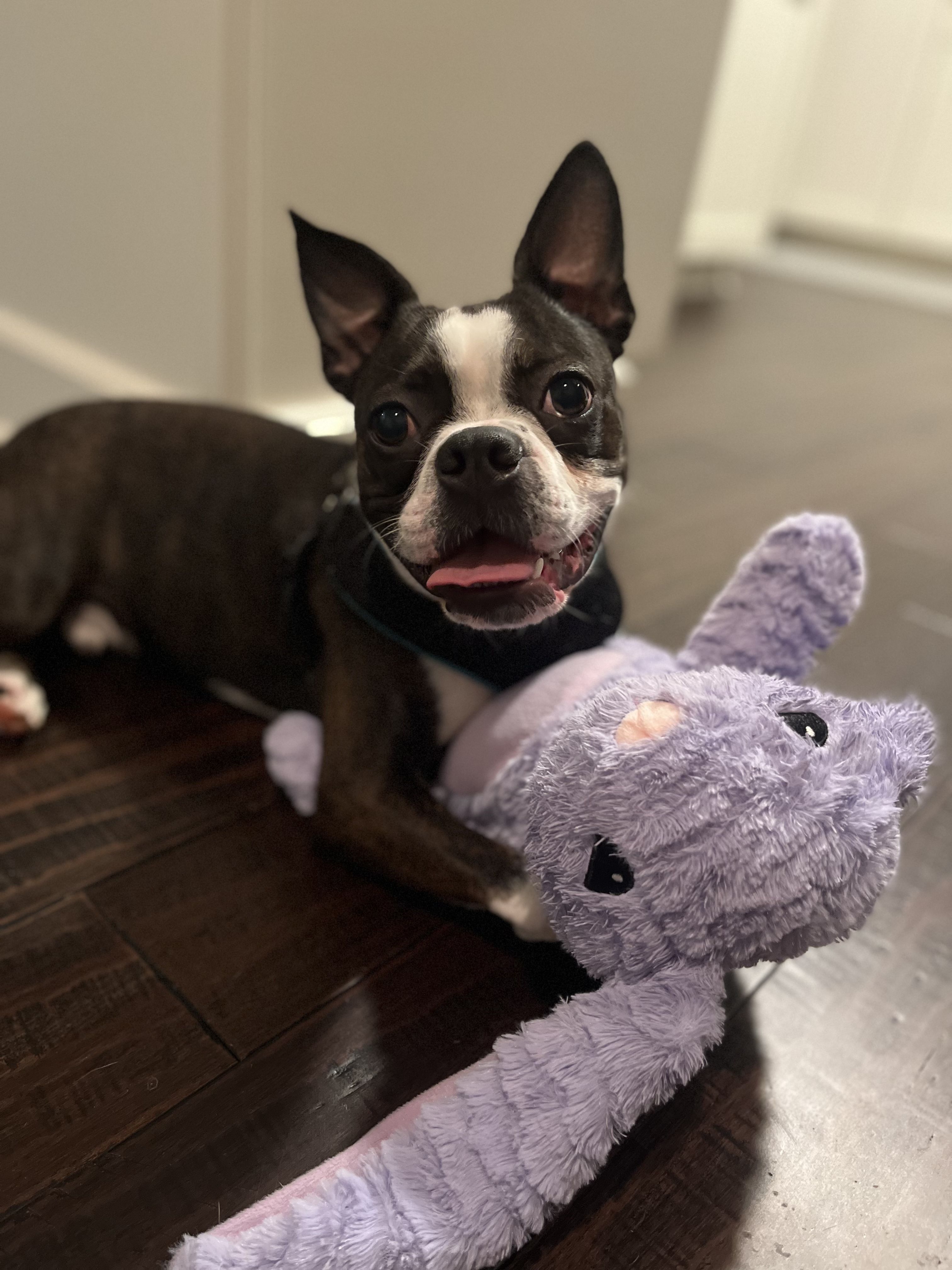 Terry's sales boston terriers