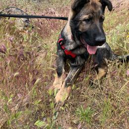 German Shepherd Puppies from Four Pines Ranch