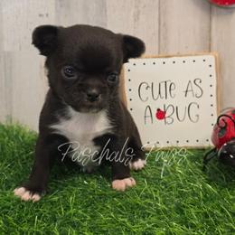 Smudge - Black and white female Chihuahua puppy in Bowdon, Georgia from Paschal's Pups