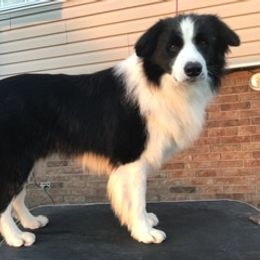Border Collie, Boston Terrier, and Cairn Terrier All Grown Up from Stoneridge kennel