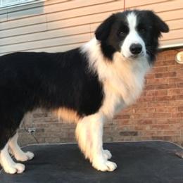 Border Collie, Boston Terrier, and Cairn Terrier All Grown Up from Stoneridge kennel