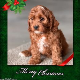 Rudolph - Red male Cavapoo puppy in Oxford, Pennsylvania from FriendlyPals