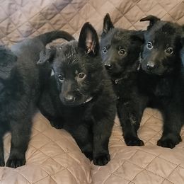 German Shepherd Puppies from Woodhill K9