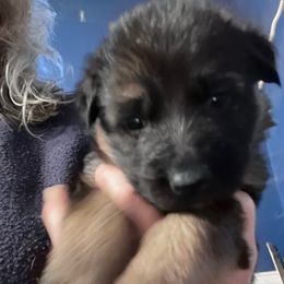 Purple Collar - Black and red female German Shepherd puppy in Kansas, Ottawa, Kansas from Import German Shepherds of Kansas