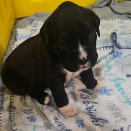 Girl 4 - Brindle female Boxer puppy in Temple, Georgia from B&B Boxers