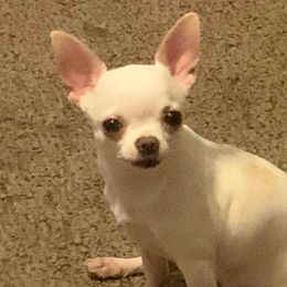 Chihuahuas from Quest Chihuahuas