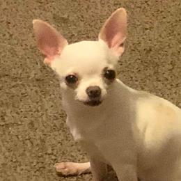 Chihuahuas from Quest Chihuahuas