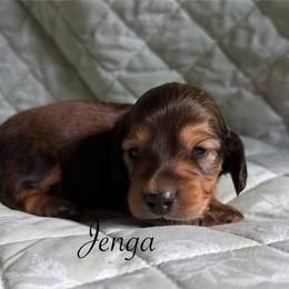 Jenga - Red female Dachshund puppy in Michigan from Hidden Haven Dachshunds