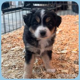 Mickey - Black tri male Toy Australian Shepherd puppy in Menan, Idaho from Teton Toy Aussies