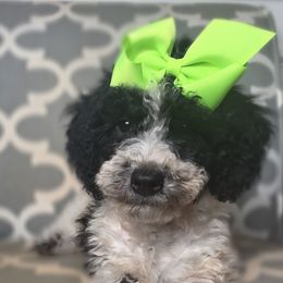 Ruby - female Golden Mountain Doodle puppy in Palestine, Texas from KK's Doodle Bunch