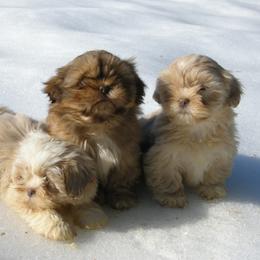Anatolian Shepherd Dog, Collie, and Lhasa Apso Puppies from Foxglove Farms Collies/Green Stains Anatolians/I Ching Lhasas