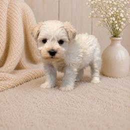 Daisy - Parti female Miniature Schnauzer puppy in Magalia, California from NorCal Schnauzers