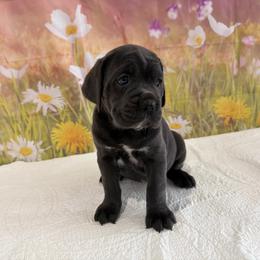 Whitney - Blue ( gray) female - Gray female Cane Corso puppy in Loogootee, Indiana from Walnut Creek Cane Corso