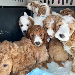 Bernedoodle, Goldendoodle, and Poodle Puppies from Teddy Doodles & Standard Poodles