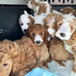 Bernedoodle, Goldendoodle, and Poodle Puppies from Teddy Doodles & Standard Poodles