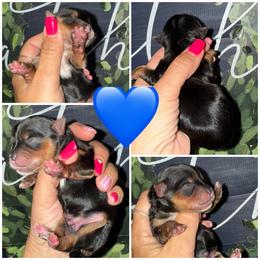 Cooper - Black and gold male Morkie puppy in Cleveland, Tennessee from Moody’s Morkies and More