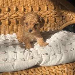 Frankie - Apricot male Cavapoo puppy in Kirksville, Missouri from Show Me Poodles Doodles and Cavaliers