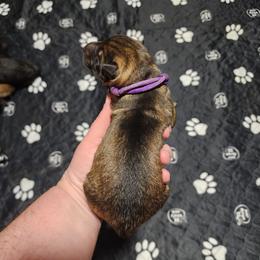 Wiley - Sable male German Shepherd puppy in Hope, Idaho from Fyrestorm Shepherds