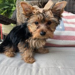 Ruthie - AKC - Black and tan female Yorkshire Terrier puppy in Calhoun, Georgia from Peach State Yorkies