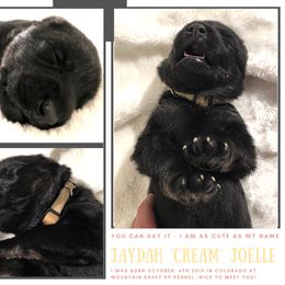 German Shepherd Puppies from Mountain Kraft K9 Kennel