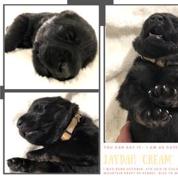 German Shepherd Puppies from Mountain Kraft K9 Kennel