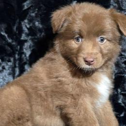 PS.RTF1 - Red tri female Miniature Australian Shepherd puppy in Deer Lodge, Tennessee from KSH Aussie Haven