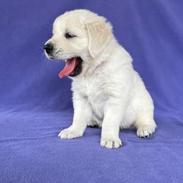 Golden Retriever Puppies from Cream of the Crop Kennel