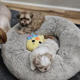 Diggs - Chocolate and tan male Shih Tzu puppy in Kings Mountain, North Carolina from NC Shih Tzus by Tammy