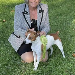 Rat Terrier All Grown Up from Battle Born Terriers