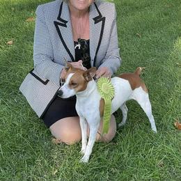 Rat Terrier All Grown Up from Battle Born Terriers