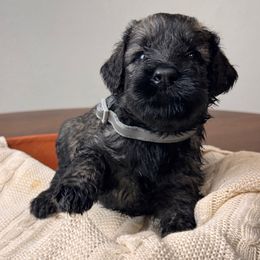 Pepper Salt Female 2 - Pepper and salt female Giant Schnauzer puppy in St George, Utah from Schnauzer Ranch