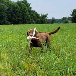 Chesapeake Bay Retrievers from Calvert Retrievers