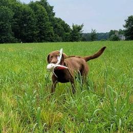 Chesapeake Bay Retrievers from Calvert Retrievers