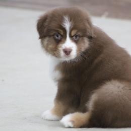 Twist - Red tri-color male Australian Shepherd puppy in Jameson, Missouri from Sky Creek