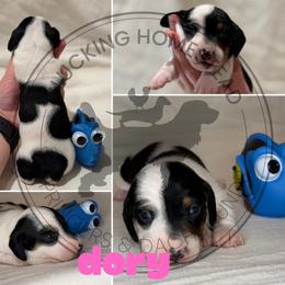 Dory - Piebald female Dachshund puppy in Fond Du Lac, Wisconsin from Clucking Homestead Springers & Dachshunds