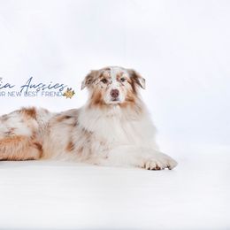 Z - Australian Shepherd