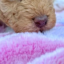 Poodle Puppies from Pet Guardian Smart Kennels, LLC