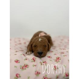 Dorthy - Red  female Goldendoodle puppy in Smithfield, Kentucky from KBK9 Kennels