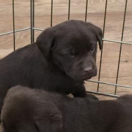 Muff - Chocolate female Labrador Retriever puppy in Camden, Indiana from Camden's Caring Canines