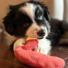 Luke - Black tri male Miniature Australian Shepherd puppy in Stockton, Missouri from Kizmit Farmz