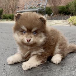 Isaac - Chocolate male Pomsky puppy in Long Grove, Illinois from Windy City Pomsky